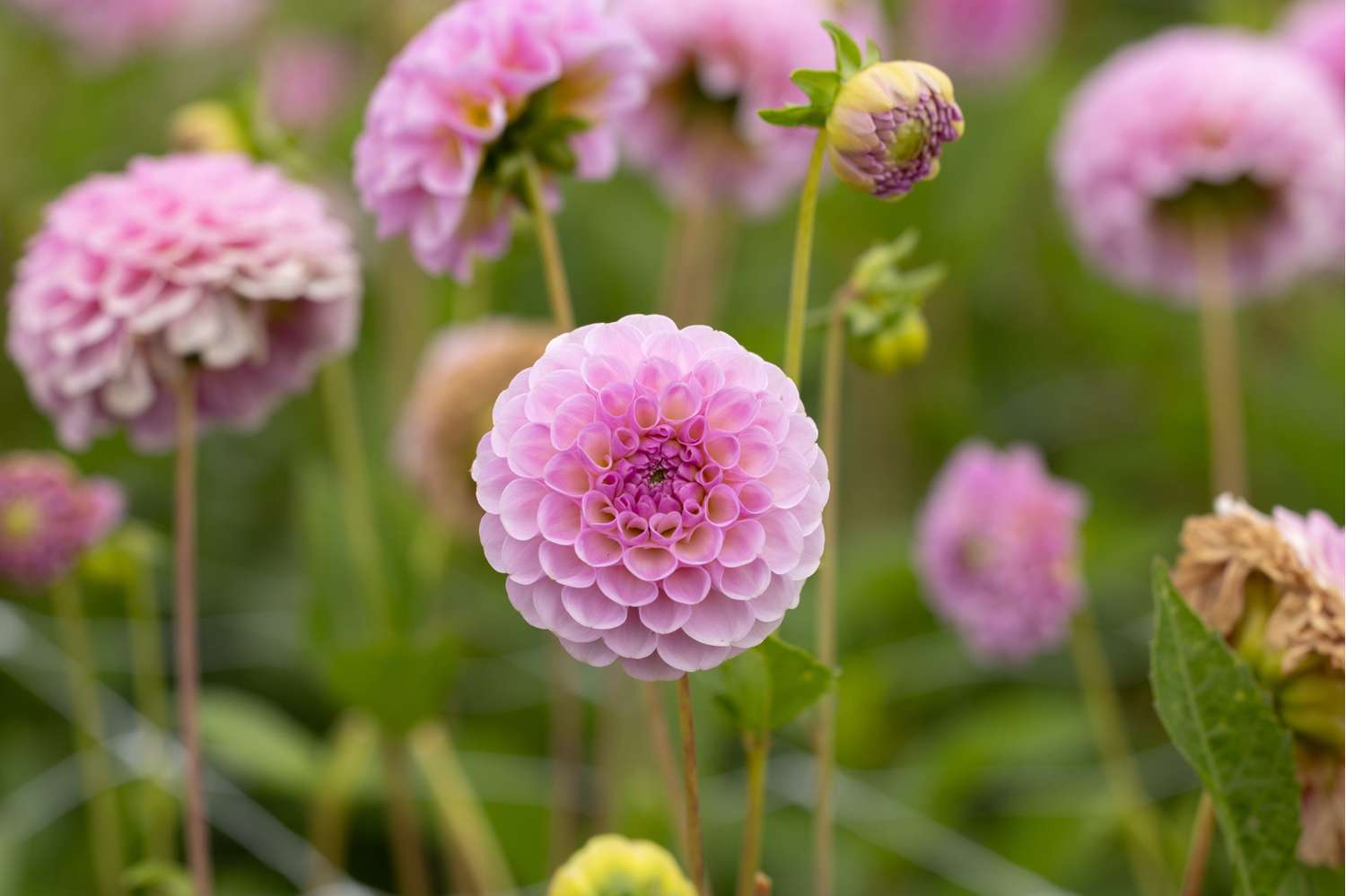 Daalia 'Stolze Von Berlin'